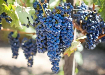 Raisin - Vignoble - Bretagne