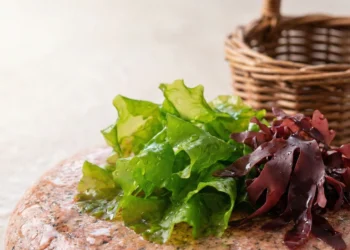Variété d'algues comestibles fraîches posées sur un rocher en granit rose en Bretagne.