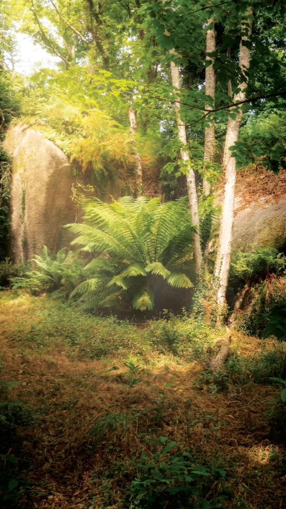 Sentier de randonnée dans une forêt dense, gros rochers de granit recouverts de mousse verte, ambiance féerique et mystérieuse en Bretagne.