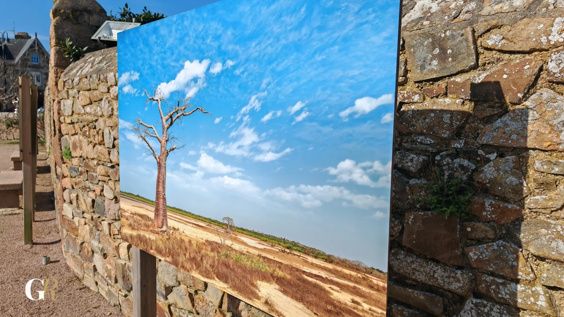 Oiseau coloré Sénégal 3