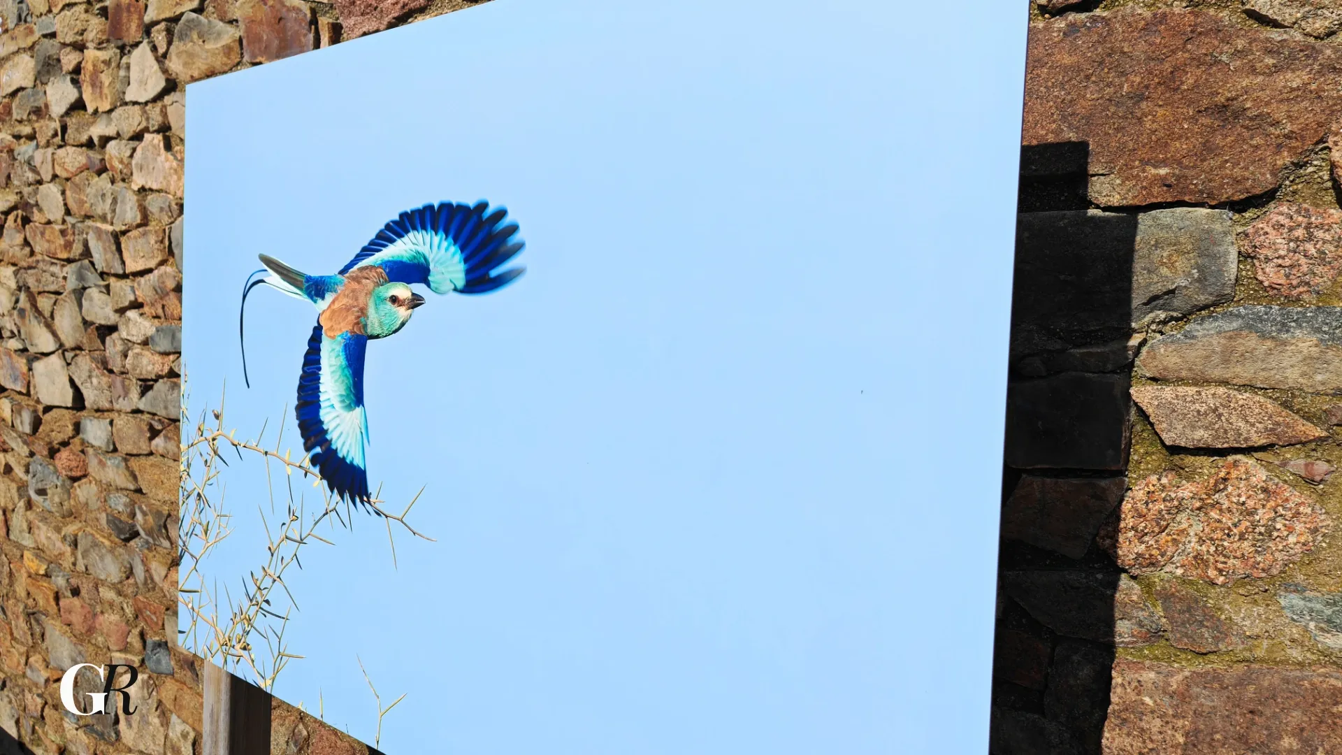 Oiseau coloré Sénégal 4