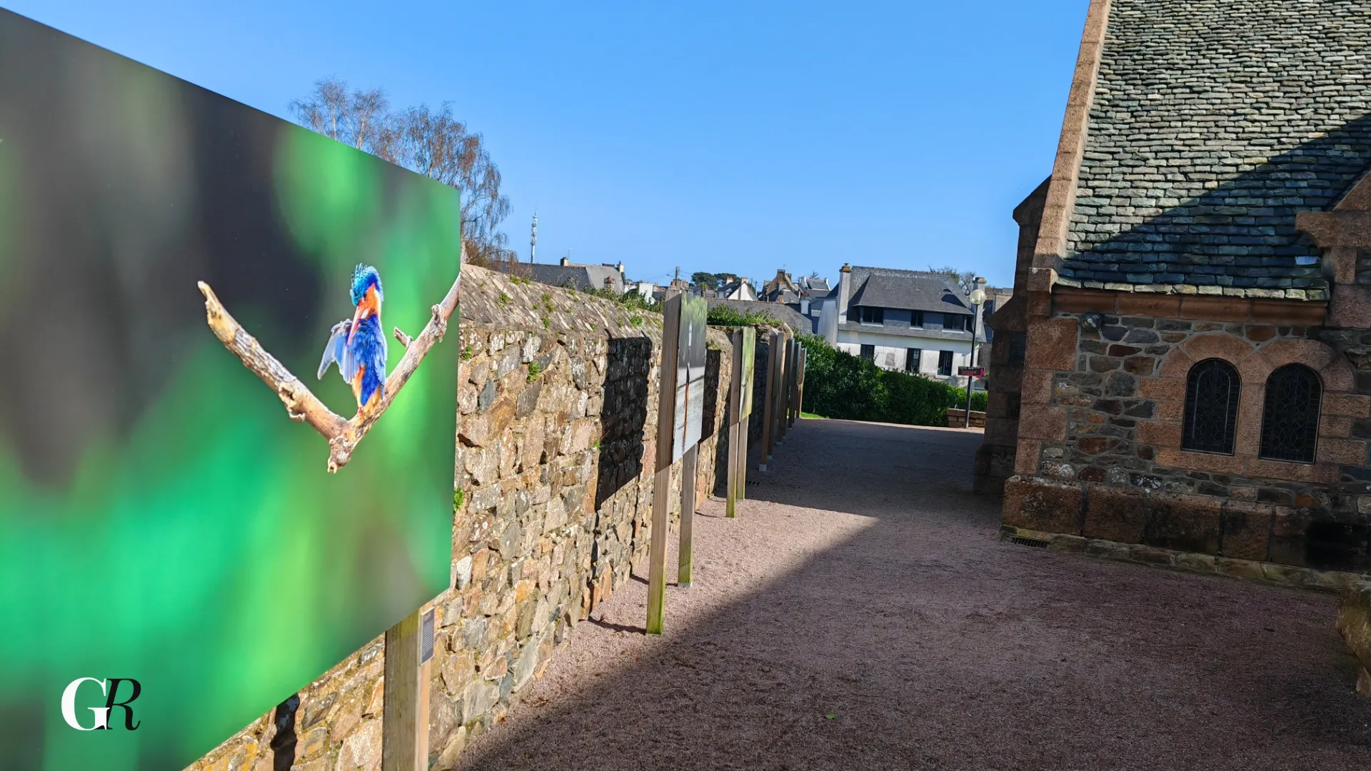 Oiseau coloré Sénégal 8