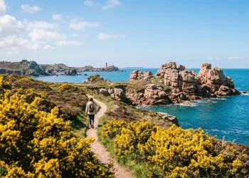 Buissons d'ajoncs en pleine floraison jaune éclatante au bord du sentier des douaniers, avec l'océan bleu et les rochers de granit rose en arrière-plan.